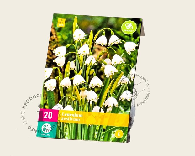 Leucojum aestivum
