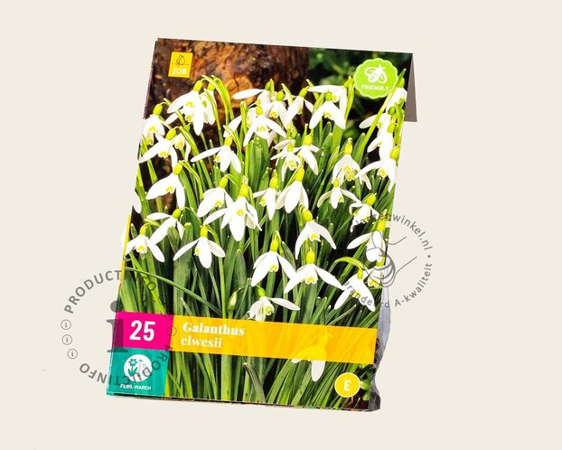Galanthus elwesii
