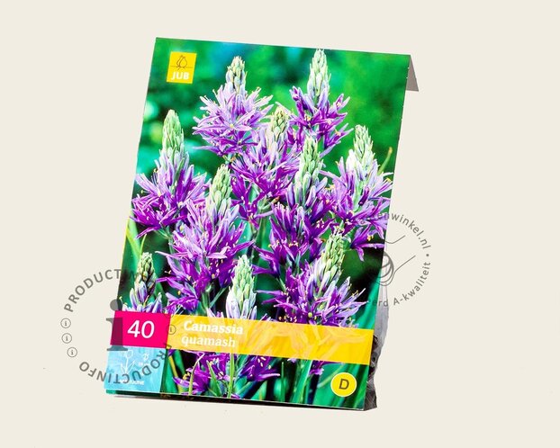 Camassia quamash