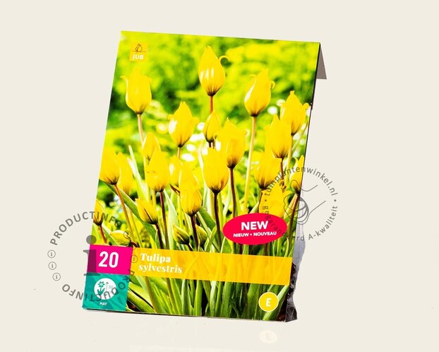 Tulipa sylvestris