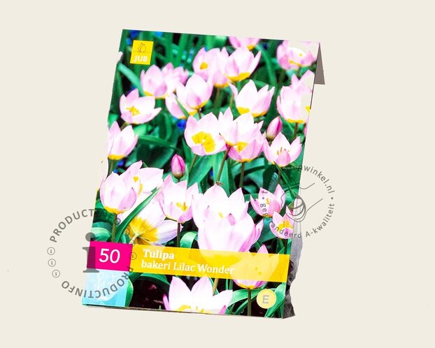 Tulipa bakeri 'Lilac Wonder'