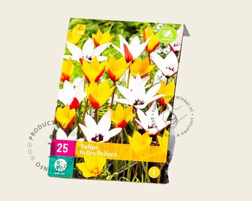 Tulipa Belles Tulipes