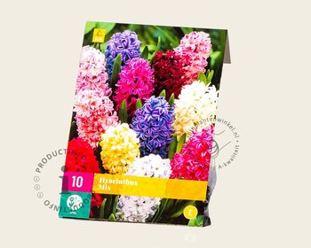 Hyacinthus Mix