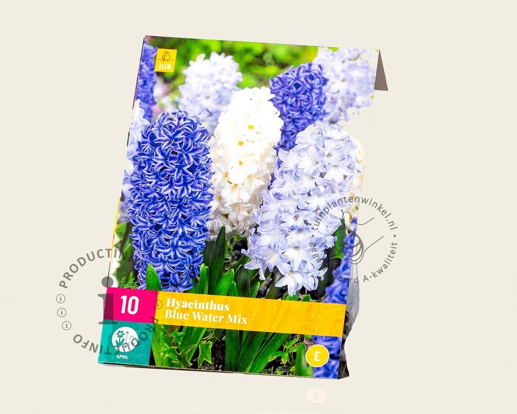 Hyacinthus Blue Water Mix