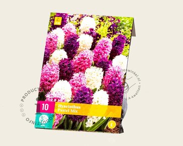 Hyacinthus Pastel Mix