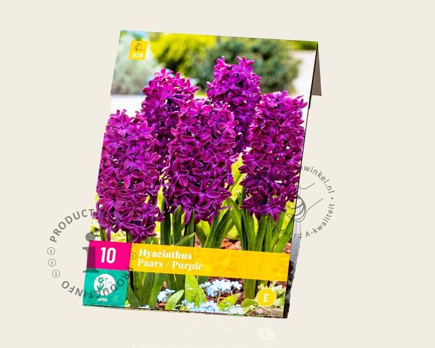 Hyacinthus Paars