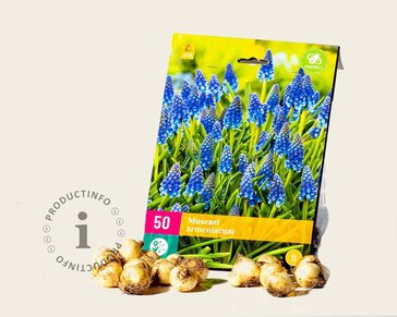 Muscari armeniacum