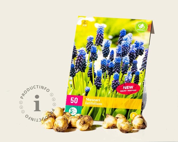 Muscari latifolium