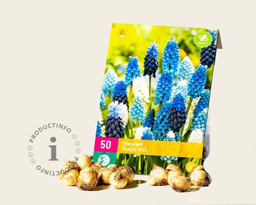 Muscari Magic Mix