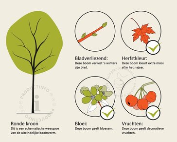 Amelanchier lamarckii - beveerd