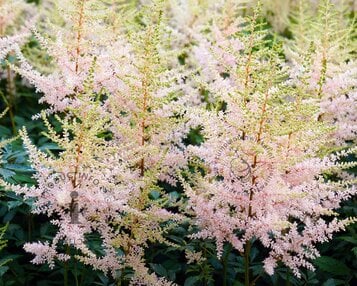 Astilbe simplicifolia 'Sprite' image