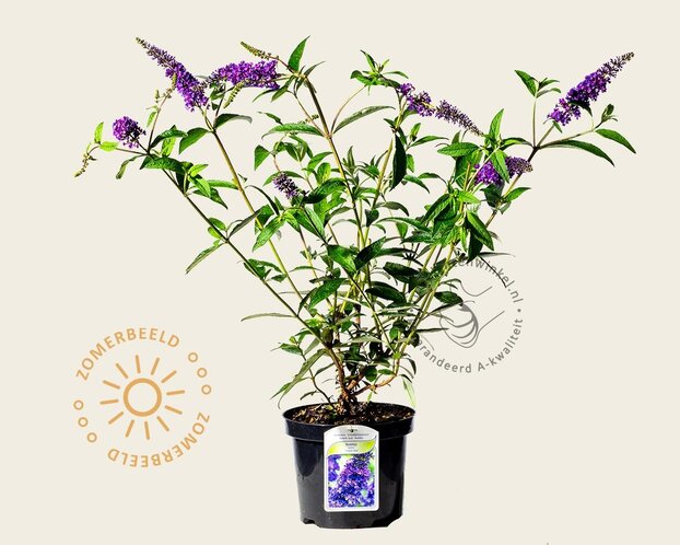 Buddleja davidii 'Empire Blue'