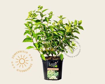 Hydrangea paniculata 'Little Lime'
