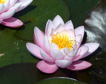 Nymphaea 'Fabiola'