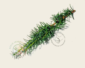 Taxus baccata 'Fastigiata Robusta' - Excellent