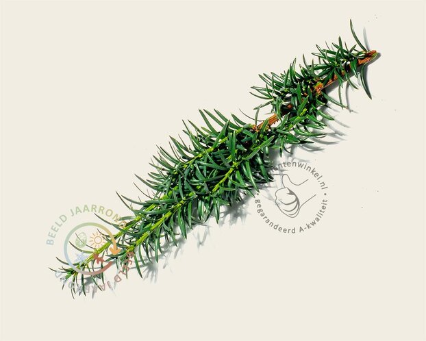 Taxus baccata 'Fastigiata Robusta' - Excellent