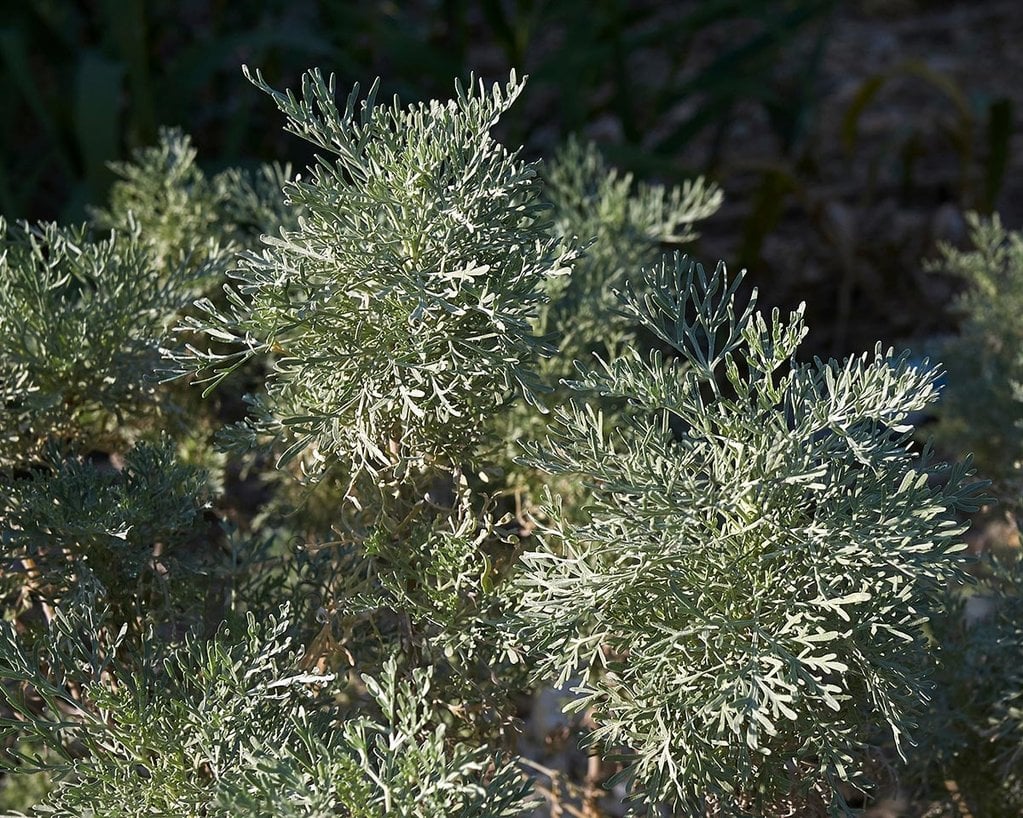 Artemisia 'Powis Castle'