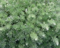 Artemisia schmidtiana 'Nana'