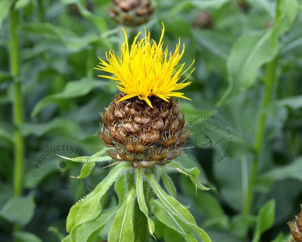 Centaurea macrocephala