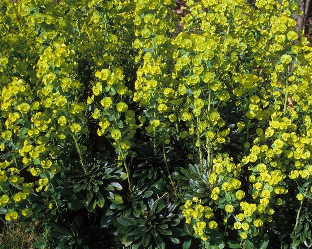 Euphorbia amygdaloides var robbiae