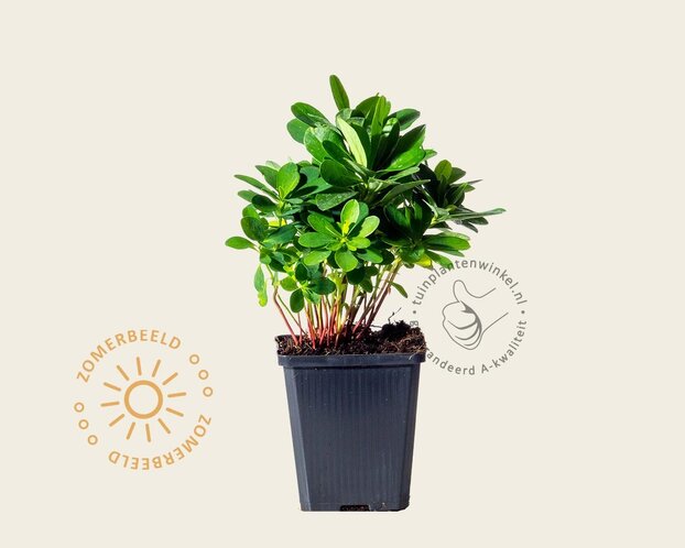 Euphorbia amygdaloides var robbiae