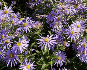 Aster x frikartii 'Mönch'