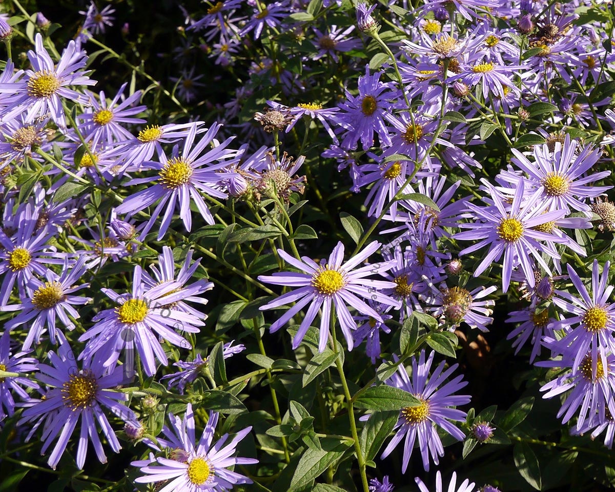 Aster frikartii 'Mönch' | Herfstaster | Vertrouwd online ...