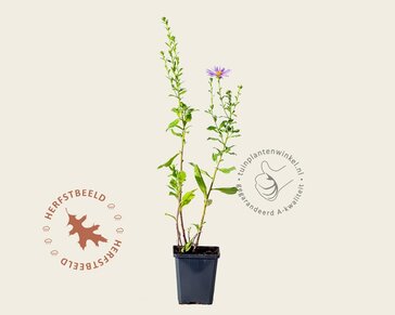 Aster x frikartii 'Mönch'