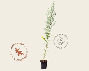 Artemisia ludoviciana  'Silver Queen'