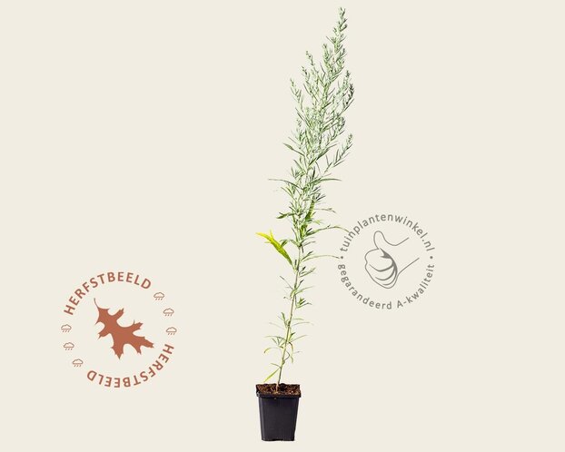 Artemisia ludoviciana  'Silver Queen'