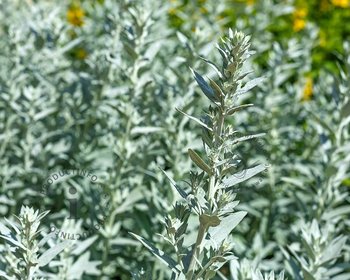 Artemisia ludoviciana  'Silver Queen'