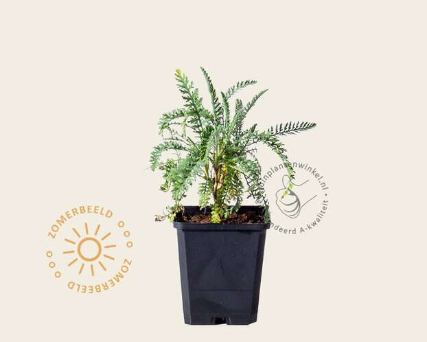 Achillea 'Taygetea'