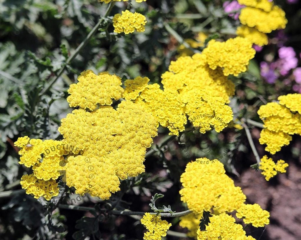 Achillea 'Taygetea'