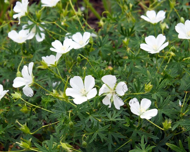 Geranium sanguineum 'Album'