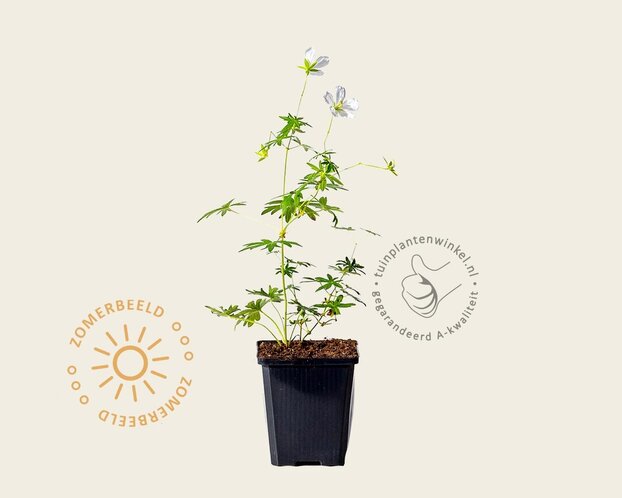 Geranium sanguineum 'Album'