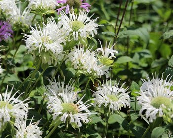 Monarda 'Schneewittchen'