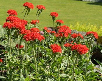 Lychnis chalcedonica