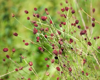 Sanguisorba officinalis 'Tanna'