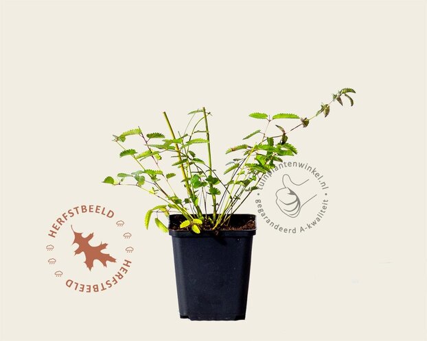 Sanguisorba officinalis 'Tanna'