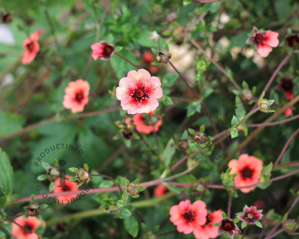 Potentilla nepalensis 'Miss Willmott'