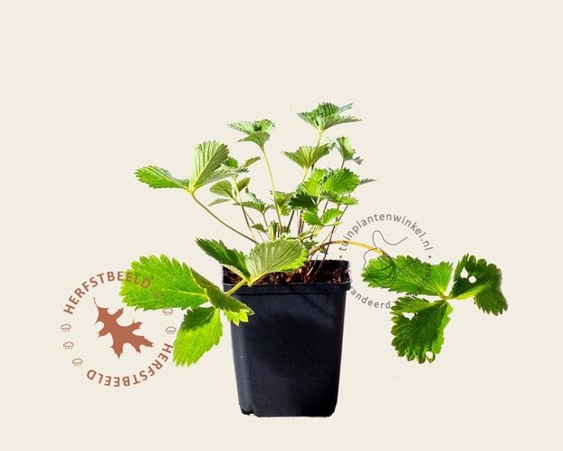 Potentilla nepalensis 'Miss Willmott'