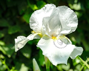 Iris germanica 'Christmas Angel'