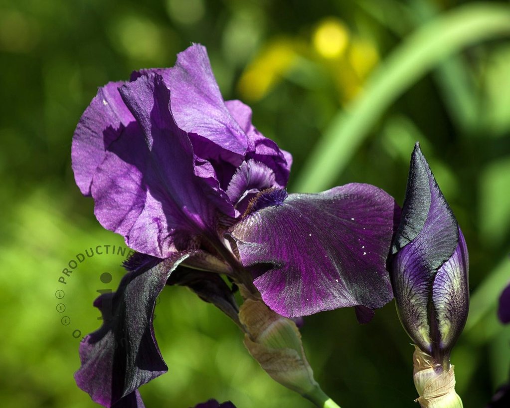 Iris germanica 'Black Knight'