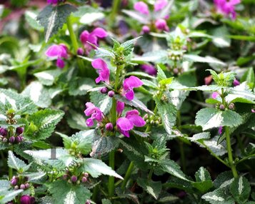 Lamium maculatum 'Roseum' image