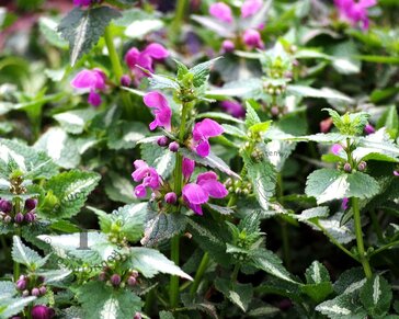 Lamium maculatum 'Roseum'