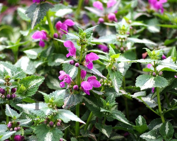 Lamium maculatum 'Roseum'
