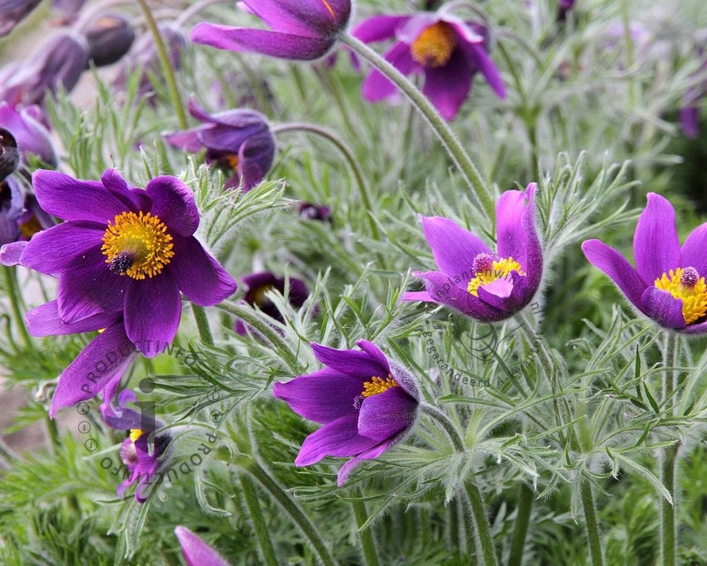 Pulsatilla vulgaris