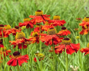 Helenium 'Moerheim Beauty'