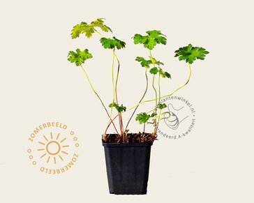 Geranium 'Philippe Vapelle'