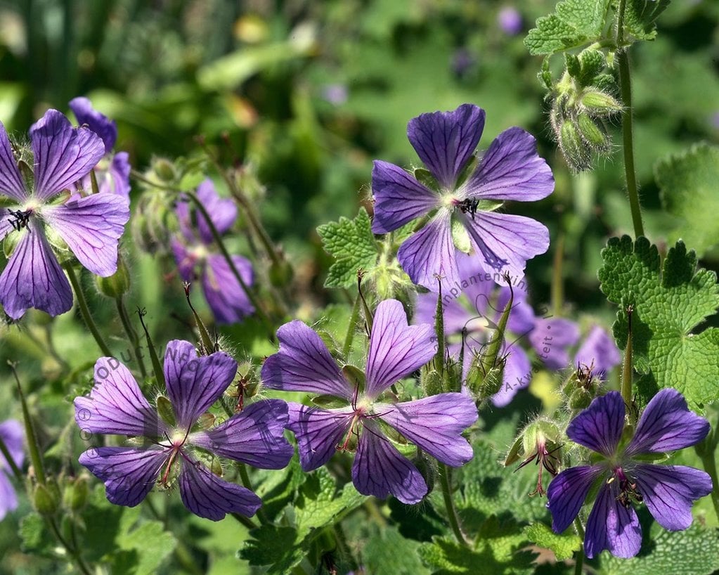 Geranium 'Philippe Vapelle'